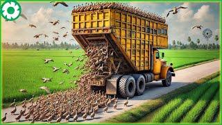 Transporting Thousands of Ducks This Way - Free Range Duck Farm | Agriculture Technology