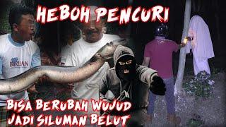 ILMU BELUT MALING - KEPERGOK WARGA MALING BERUBAH JADI BELUT