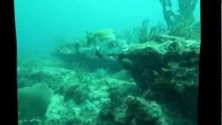 Diving with Lemon Sharks - Shark Savers