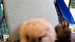 LionHeads as a Pet