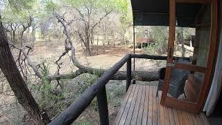 Ndzhaka Tented Camp, Manyeleti Game Reserve.