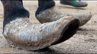 Charity Rescue: The donkey hasn't trimmed its hooves for 7 years, it's crazy!