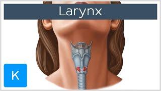 Larynx - Membranes, ligaments and muscles - Human Anatomy | Kenhub