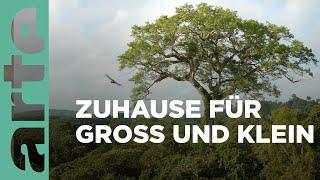 Der Kapokbaum des Amazonas-Regenwalds | Unter Bäumen | ARTE Family