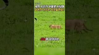 새끼 사자가 사냥에 참여한 이유 – 훈련 전략 해설