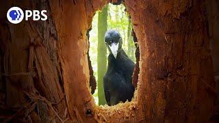 Rare Black Woodpecker Family Caught on Camera