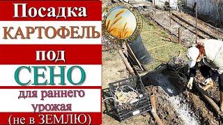 КАРТОФЕЛЬ ПОД СЕНОМ посадили для Раннего Урожая. Сильно проросшая картошка вы такую сажаете?