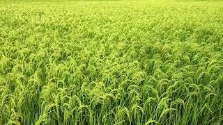 Green Paddy Field