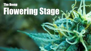 What You Should Do During the Hemp Flowering Stage