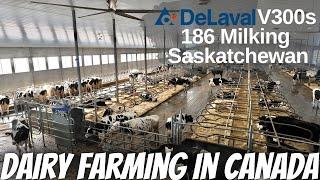 Incredible Robot Milking Facility! Saskatchewan Canada