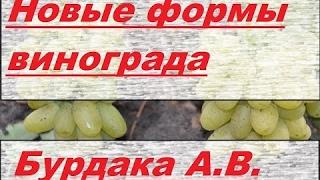 Виноград Бурдака А В  Grapes of Burdak A