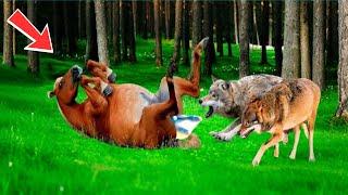 The horse loses the foal to the wolves... The ending will leave you speechless!