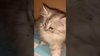 Cat sitting: meet Suchi the half Persian and half tabby cat #catlovers #catsofyoutube