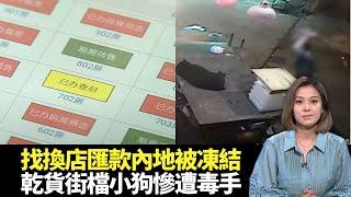 東張西望｜找換店匯款內地置業後資金被凍結｜冼國林因細菌入眼須割眼保命｜小狗被虐打檔主訴說心情｜朱凱婷 陳庭欣 區永權 朱智賢