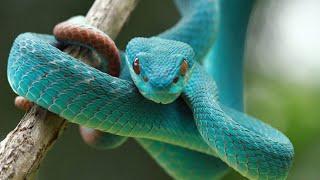 7 Reptiles Fascinants Que Vous Ne Croirez Pas Qu'il Existe