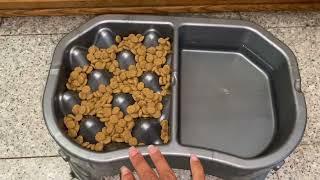 Neater Pet Brands – Neater Raised Slow Feeder Dog Bowl Review