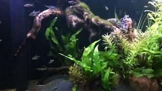 Aqua One Aquatica Aquarium | Live Plants and Driftwood