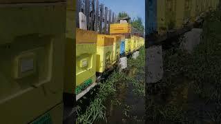 #bee #карника #пчелы #природныепейзажи #beekeeper #мёд