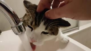 Cat drinks from the tap and gets wet