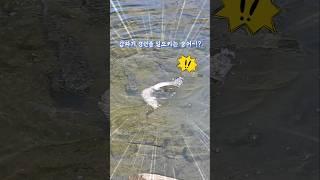 아픈 숭어에게 동료들이 달려든 이유는~!? 도움?? 구애??