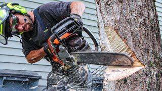 Felling Trees Near Buildings | HOW TO