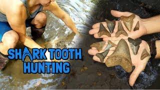 Shark Tooth Hunting | We Found a HUGE Megalodon Tooth in Florida!