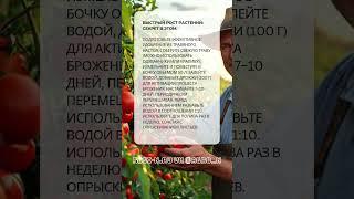 Секрет быстрого роста растений  #садоводничество  #наноудобрение   #огороднаподоконнике  #огород