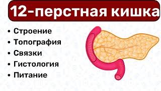 Анатомия 12ПК, двенадцатиперстная кишка: строение, топография, связки. Анатомия тонкого кишечника