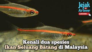 Ikan seluang batang merah dan seluang batang hitam (Trigonopoma sp.)