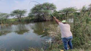 Incredible Big fishes Hunting & Catching In Village Stream|Big Catfishes Catching by Single hook