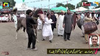 Horse Dance l Son Of Suraj  l 28 September 2024 l Mehmood Pura Chak No 1 Nankana Sahib l Mehr Asi