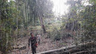 hujan deras di hari pertama kembali ke kebun sawit