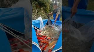 Serious Haul with Maruhiro San #nishikigoi #koisfish #koifishpond #fishing #aquarium #india #koi