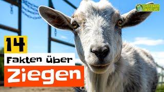 14 Steckbrief-Fakten über Ziegen  - Doku-Wissen über Tiere - für Kinder