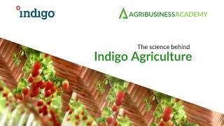 Indigo Agriculture ($1 billion company) Business Model