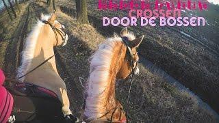 CROSSEN DOOR DE BOSSEN | Haflingers King & Beau Vlog #40