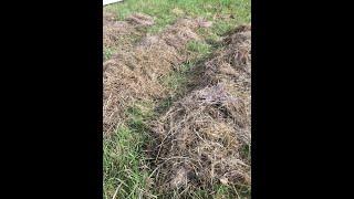 Выращивание картофеля без перекопки. Посадка (1 часть)