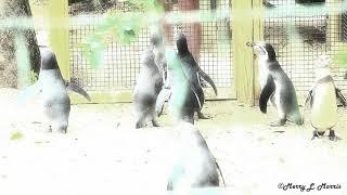 Playful Penguins Being Fed (Like an Illustration video)