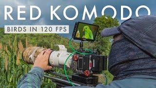 Countryside BIRD PHOTOGRAPHY & Filming on the RED KOMODO in 120 FPS | Part Of The Flock Ep4