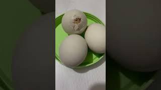 #Balot#balut#penoy#