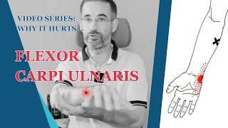 Flexor Carpi Ulnaris - Why You Feel Pain & How To Stretch The FCU Muscle