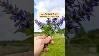 Живучка - заживит всё внутри и снаружи #травы #лекарственныетравы #травник #дикоросы