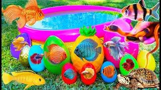 Amazing catch Colorful surprise eggs, crayfish, koi, angelfish, betta fish, goldfish, glofish tetra