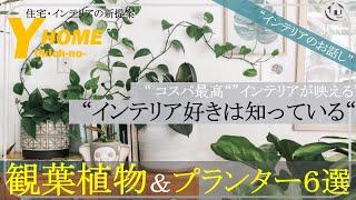 【観葉植物】部屋がオシャレになるオススメ６種類〜観葉植物が映えるプランターやグッズ紹介〜