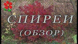 Спиреи. Разные и неожиданные!