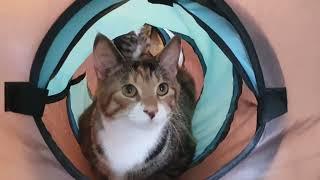 Cats Gone Crazy: Tunnel Playtime Turns Chaotic! | Manchester Moggies