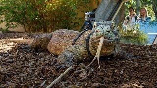 Komodo Dragon Wearing a GoPro at the San Diego Zoo