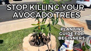 How to Plant A New Avocado Tree - Step by Step Guide | Soil Preparation | Fertilizer | Mulch