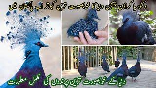 most expensive pigeon In pakistan || Most expensive bird in world || Victoria Crown Pigeons
