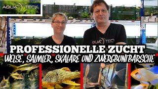 Hier werden Skalare, Welse, Barsche & Salmler gezüchtet! | AquaTeck